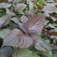 Lila Perilla Leaf Blumensamen zur Aussaat – lang Blüte Saison – Traditionssorte & ohne Gentechnik Samen Hausgarten