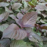 Lila Perilla Leaf Blumensamen zur Aussaat – lang Blüte Saison – Traditionssorte & ohne Gentechnik Samen Hausgarten