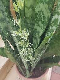 Silver Sansevieria Garten lang Blüte Saison Traditionssorte & ohne Gentechnik Samen Hausgarten