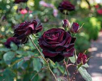 selten Schwarz Grafted Rot kletternd Rose Blumensamen zur Aussaat – kompakt Wuchs – Traditionssorte & ohne Gentechnik Samen Hausgarten