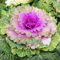 mehrfarbig Brassica Oleracea Blumensamen zur Aussaat Drought verträglich Traditionssorte & ohne Gentechnik Samen Hausgarten