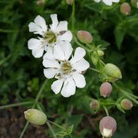 Campion Blumensamen zur Aussaat – Wildblume Mischung – Traditionssorte & ohne Gentechnik Samen Hausgarten