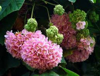 Dombeya Blumensamen zur Aussaat – saisonal Dauerblüher – Traditionssorte & ohne Gentechnik Samen Hausgarten