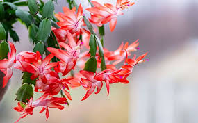 Christmas Cactus Blumensamen zur Aussaat – robust Sorte – Traditionssorte & ohne Gentechnik Samen Hausgarten