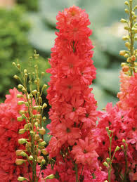 Delphinium Blumensamen zur Aussaat – Landhaus Garten wichtig – Traditionssorte & ohne Gentechnik Samen Hausgarten