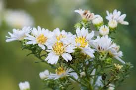 Weiß Prairie Aster Blumensamen zur Aussaat – Schnitt Blume beliebt – Traditionssorte & ohne Gentechnik Samen Hausgarten