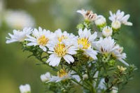 Weiß Prairie Aster Blumensamen zur Aussaat – Schnitt Blume beliebt – Traditionssorte & ohne Gentechnik Samen Hausgarten
