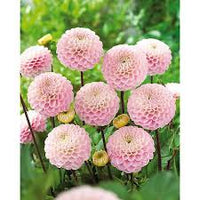 Rosa Pompon Dahlie Blumensamen zur Aussaat – Landhaus Garten wichtig – Traditionssorte & ohne Gentechnik Samen Hausgarten