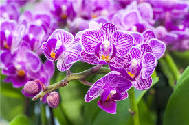 Multi-Colored Schmetterlingsorchidee Orchidee Blumensamen zur Aussaat – lang Blüte Saison – Traditionssorte & ohne Gentechnik Samen Hausgarten