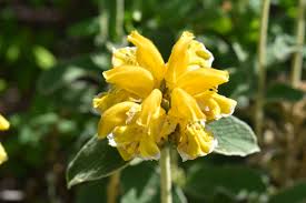 Jerusalem Sage Gelb Blumensamen zur Aussaat – Drought verträglich – Traditionssorte & ohne Gentechnik Samen Hausgarten