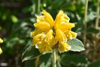Jerusalem Sage Gelb Blumensamen zur Aussaat – Drought verträglich – Traditionssorte & ohne Gentechnik Samen Hausgarten