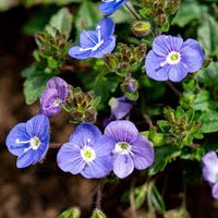 Veronica Repens Creeping Speedwell Samen zur Aussaat Bodendecker Lawn