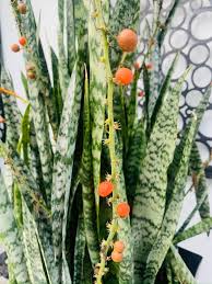 Grün Sansevieria Pflanzensamen zur Aussaat – Wildblume Mischung – Traditionssorte & ohne Gentechnik Samen Hausgarten