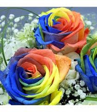 Gemischt Rose Rainbow Bonsai Samen zur Aussaat – pflegeleicht – Traditionssorte & ohne Gentechnik Samen Hausgarten