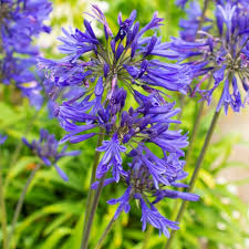 Blau Nile Agapanthus Blumensamen zur Aussaat – Wildblume Mischung – Traditionssorte & ohne Gentechnik Samen Hausgarten