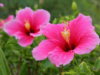 Rosa Hibiskus Blumensamen zur Aussaat Landhaus Garten wichtig Traditionssorte & ohne Gentechnik Samen Hausgarten