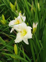 Creme Hemerocallis Blumensamen Schnitt Blume beliebt Traditionssorte & ohne Gentechnik Samen Hausgarten