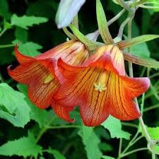 Canarina Blumensamen zur Aussaat – Wildblume Mischung – Traditionssorte & ohne Gentechnik Samen Hausgarten