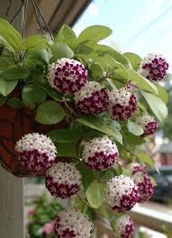 MultiColored Hoya Blumensamen zur Aussaat Anzucht Traditionssorte & ohne Gentechnik Samen Hausgarten