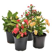 Gemischt Crown Thorns Blumensamen zur Aussaat – sonnenliebend – Traditionssorte & ohne Gentechnik Samen Hausgarten