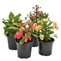 Gemischt Crown Thorns Blumensamen zur Aussaat – sonnenliebend – Traditionssorte & ohne Gentechnik Samen Hausgarten
