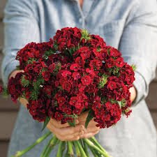 Kastanienrot William Nelke Blumensamen zur Aussaat – hochwertige Qualitäts- – Traditionssorte & ohne Gentechnik Samen Hausgarten