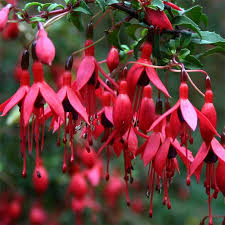 Rot Violett Fuchsie Hybrida Samen zur Aussaat Landhaus Garten wichtig Traditionssorte & ohne Gentechnik Samen Hausgarten