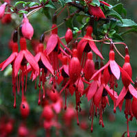 Rot Violett Fuchsie Hybrida Samen zur Aussaat Landhaus Garten wichtig Traditionssorte & ohne Gentechnik Samen Hausgarten
