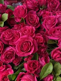 dunkel Rosa Rose Blumensamen kompakt Wuchs Traditionssorte & ohne Gentechnik Samen Hausgarten