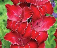 tief Rot Gladiole Blumensamen – Drought verträglich Traditionssorte & ohne Gentechnik Samen Hausgarten