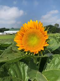 Sunrich Gold Helianthus annuus Sonnenblume Samen zur Aussaat Garten