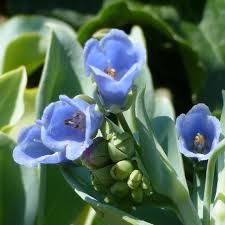 Mertensia Maritima Blumensamen zur Aussaat – ideal Rabatten – Traditionssorte & ohne Gentechnik Samen Hausgarten