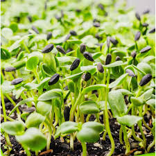 Sonnenblumen Microgreens Samen fuer Anzucht