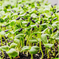 Sonnenblumen Microgreens Samen fuer Anzucht