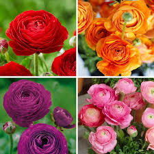 Gemischt Ranunculus Blumensamen sonnenliebend Traditionssorte & ohne Gentechnik Samen Hausgarten