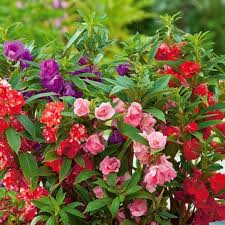 Gemischt Ornamental Blumensamen zur Aussaat – hochwertige Qualitäts- – Traditionssorte & ohne Gentechnik Samen Hausgarten