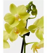 Grün Schmetterling Orchidee Blumensamen zur Aussaat – sonnenliebend – Traditionssorte & ohne Gentechnik Samen Hausgarten
