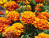 Rot Gelb Mittagsgold Blumensamen zur Aussaat kompakt Wuchs Traditionssorte & ohne Gentechnik Samen Hausgarten