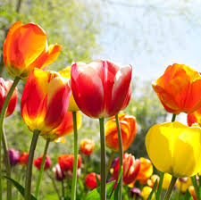 Rot Gelb Tulpe Blumensamen Blumensamen zur Aussaat saisonal Dauerblüher Traditionssorte & ohne Gentechnik Samen Hausgarten