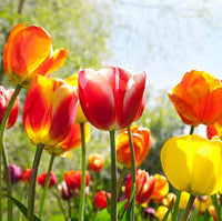 Rot Gelb Tulpe Blumensamen Blumensamen zur Aussaat saisonal Dauerblüher Traditionssorte & ohne Gentechnik Samen Hausgarten