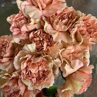 Braun Nelke Blumensamen zur Aussaat – ideal Rabatten – Traditionssorte & ohne Gentechnik Samen Hausgarten