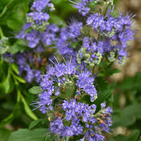Blau Prachtspiere Blumensamen zur Aussaat saisonal Dauerblüher Traditionssorte & ohne Gentechnik Samen Hausgarten