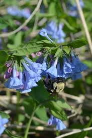Mertensia Blumensamen zur Aussaat – Landhaus Garten wichtig – Traditionssorte & ohne Gentechnik Samen Hausgarten