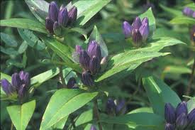 Gentian Blumensamen zur Aussaat – farbenfroh Schau – Traditionssorte & ohne Gentechnik Samen Hausgarten