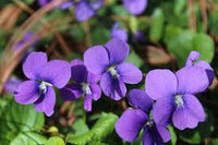 Veilchen sororia Blumensamen zur Aussaat – kompakt Wuchs – Traditionssorte & ohne Gentechnik Samen Hausgarten