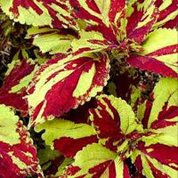 Gelb Rot Buntnessel Blumensamen zur Aussaat – lang Blüte Saison – Traditionssorte & ohne Gentechnik Samen Hausgarten