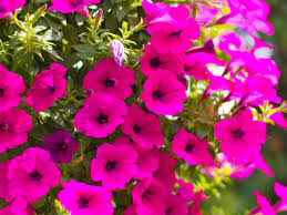 tief Rosa Petunie Blumensamen zur Aussaat Halbschatten verträglich Traditionssorte & ohne Gentechnik Samen Hausgarten