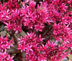 Rosa Sedum Voodoo Blumensamen zur Aussaat – farbenfroh Schau – Traditionssorte & ohne Gentechnik Samen Hausgarten