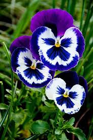 Violett Stiefmütterchen Blumensamen zur Aussaat – kompakt Wuchs – Traditionssorte & ohne Gentechnik Samen Hausgarten