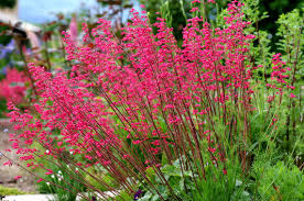 Bressingham perennial blume samen for anpflanzung